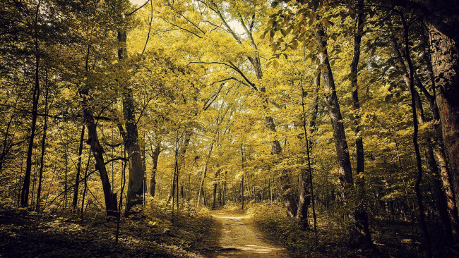 Обои картинки фото природа, дороги, деревья, пейзаж, дорога, осень, лес