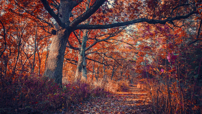 Обои картинки фото природа, дороги, дорога, деревья, лес, осень, пейзаж