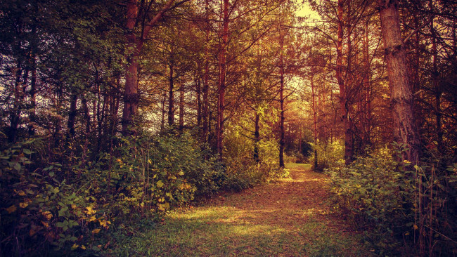 Обои картинки фото природа, дороги, пейзаж, деревья, лес, осень, дорога