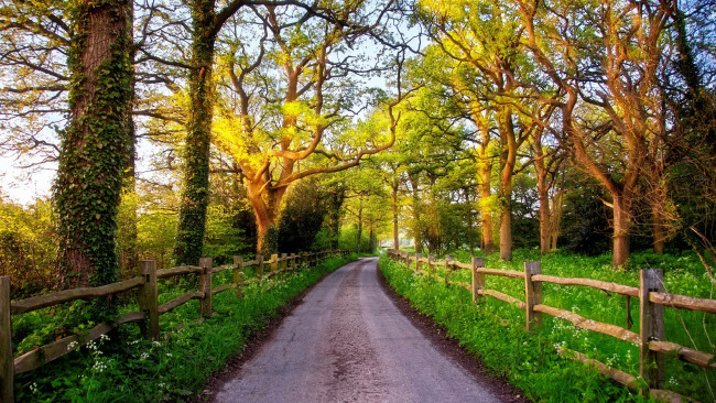 Обои картинки фото природа, дороги, забор, деревья, дорога, зелень, лето, асфальт