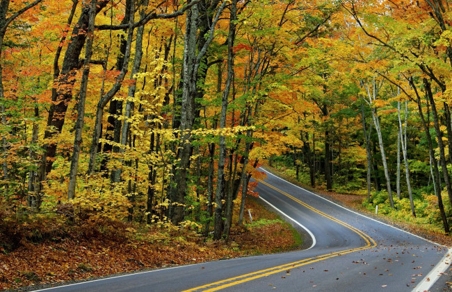 Обои картинки фото природа, дороги, листья, лес, осень, деревья, дорога