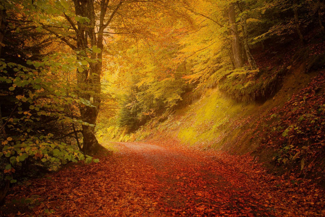 Обои картинки фото природа, дороги, осень, дорога, деревья, пейзаж