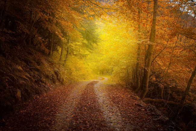 Обои картинки фото природа, дороги, осень, дорога, деревья, пейзаж