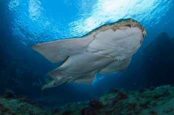 Картинка squatina животные акулы ангел shark акула рыба хищник океан море вода глубина подводный обитатели опасность
