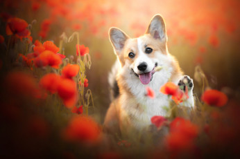 Картинка животные собаки язык цветы маки собака мордашка боке пёсик лапка вельш-корги