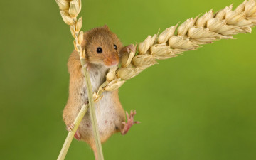 Картинка животные крысы +мыши фон мышка колоски колосья грызун мышь-малютка