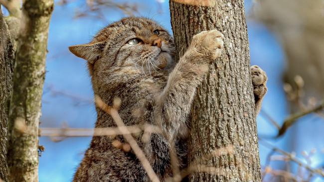 Обои картинки фото животные, дикие кошки, взгляд, ветки, дерево, на, дереве, дикая, кошка, лесной, кот