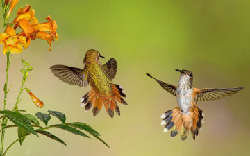 Картинка колибри животные самая маленькая птица в мире да само название птицы очень красивое королева нектара