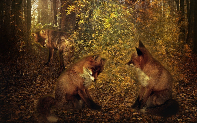 Обои картинки фото разное, компьютерный дизайн, лисы, лес, осень