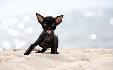 Картинка животные коты котенок черный песок