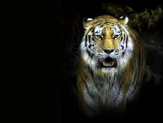 Обои картинки фото рисованное, животные,  тигры, тигр