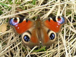 Картинка nymphalis io животные бабочки
