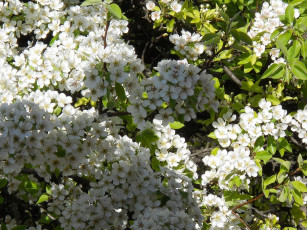 Картинка цветы цветущие деревья кустарники белый