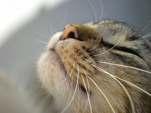 Картинка животные коты мордочка нос усы