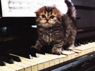 Картинка животные коты пианино котёнок