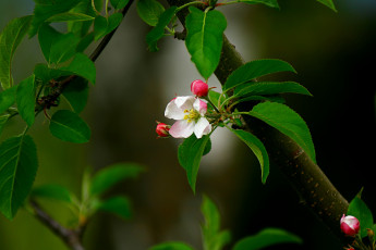 Картинка цветы цветущие деревья кустарники цветок розовый листья весна ветка бутон
