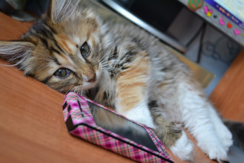 Картинка животные коты котёнок телефон