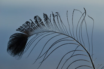 Картинка разное перья перо