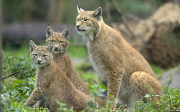 Картинка животные рыси кошки дикие трое смотрят взгляд сидят уши
