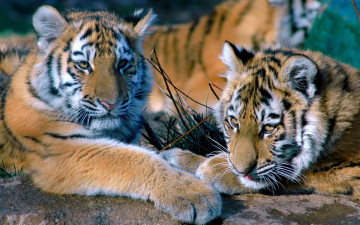 Картинка животные тигры тигрята