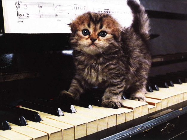 Обои картинки фото животные, коты, пианино, котёнок