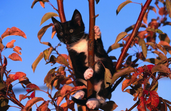 Обои картинки фото животные, коты, котёнок, на, дереве, дерево