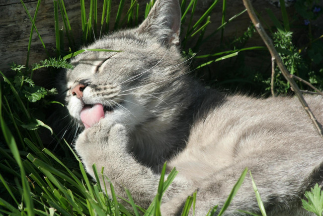 Обои картинки фото животные, коты, язык, трава