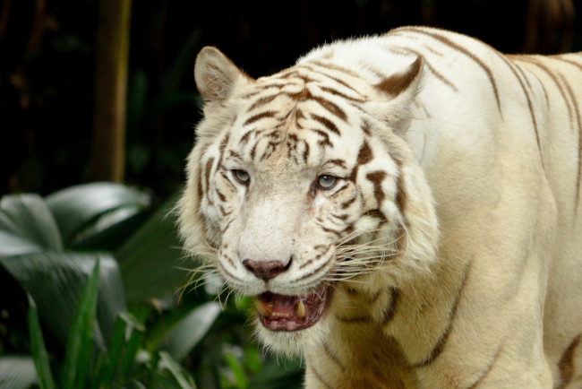 Обои картинки фото животные, тигры, зоопарк, в, сингапуре