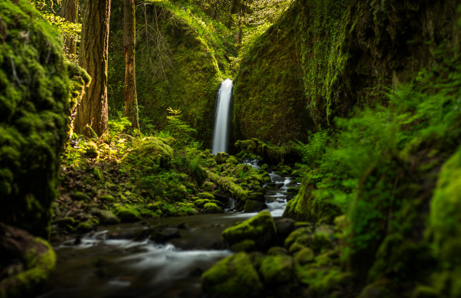 Обои картинки фото ruckel, creek, falls, природа, водопады, речка, лес, oregon