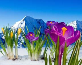 Картинка цветы крокусы первоцветы снег