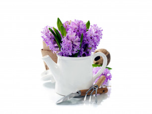 Картинка цветы гиацинты сиреневый