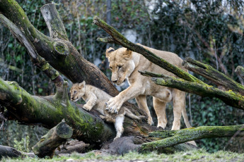 Картинка животные львы любовь мама забота