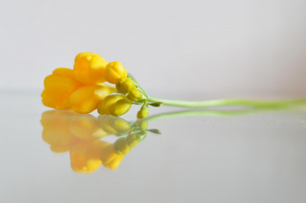 Картинка цветы фрезия отражение желтый