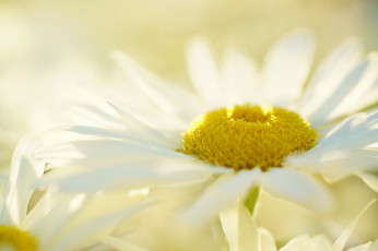 Картинка цветы ромашки ромашка цветок фон лепестки белая