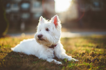 Картинка животные собаки собака лучи ошейник взшляд бидлингтон-терьер лохматая белая солнечный свет газон трава