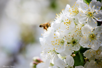 Картинка цветы сакура +вишня пчела весна