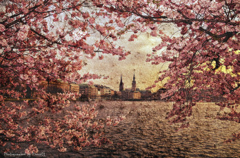 обоя города, гамбург , германия, цветение, весна, текстура
