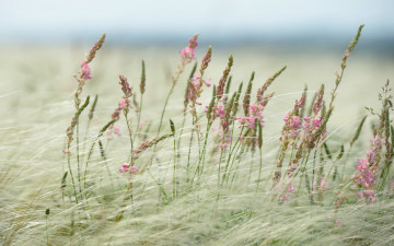 Картинка цветы луговые+ полевые +цветы травы поле розовые луг природа