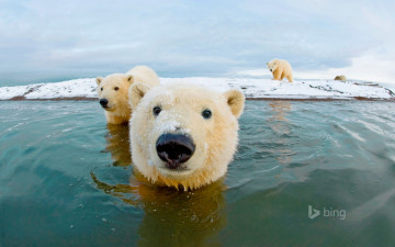 Картинка животные медведи снег вода