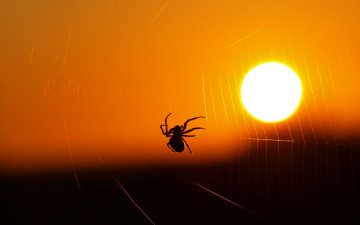 Картинка животные пауки паутина свет паук