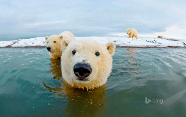 Обои картинки фото животные, медведи, снег, вода