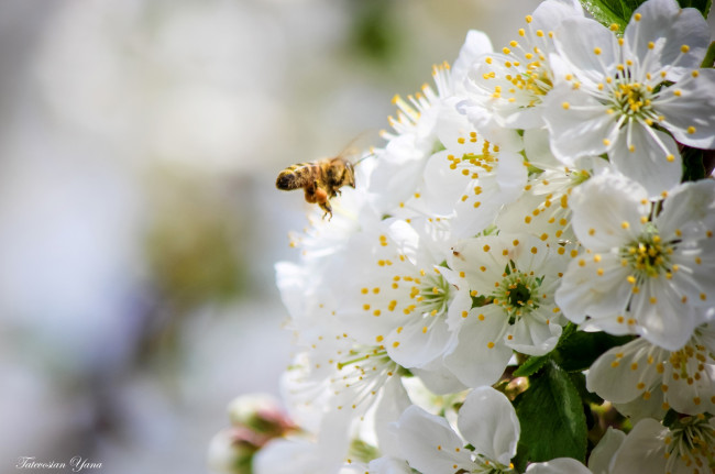 Обои картинки фото цветы, сакура,  вишня, пчела, весна