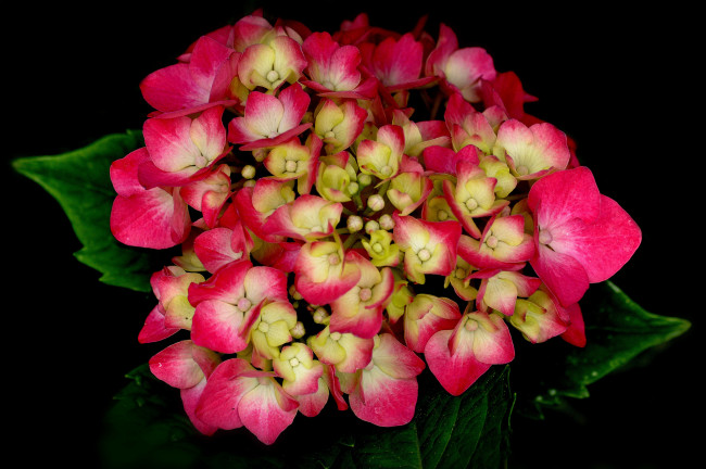 Обои картинки фото цветы, гортензия, макро