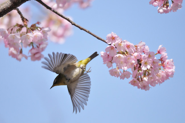 Обои картинки фото животные, белоглазки, вишня, полет, птица, цветущие, ветки, весна