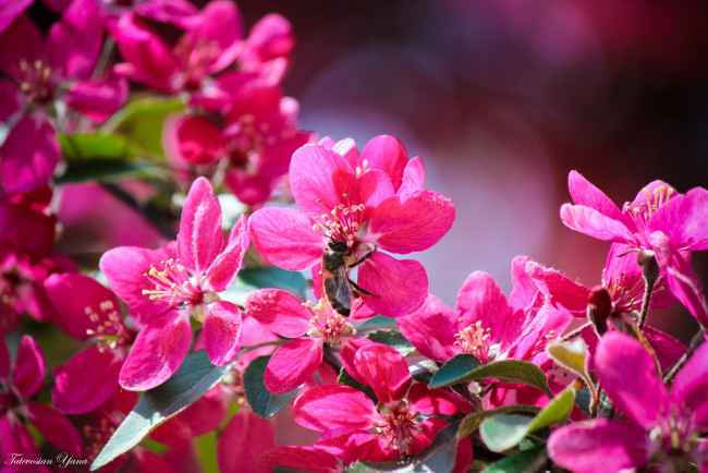 Обои картинки фото цветы, цветущие деревья ,  кустарники, весна
