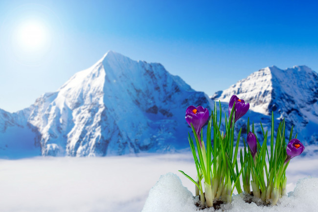 Обои картинки фото цветы, крокусы, первоцветы, снег, горы