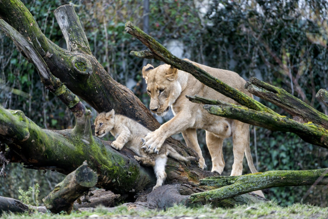 Обои картинки фото животные, львы, любовь, мама, забота