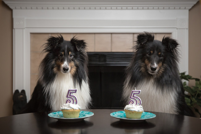 Обои картинки фото животные, собаки, день, рождения, праздник