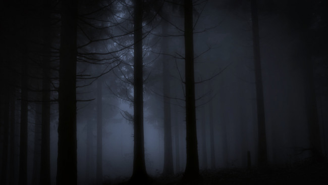 Обои картинки фото природа, лес, ночь, туман