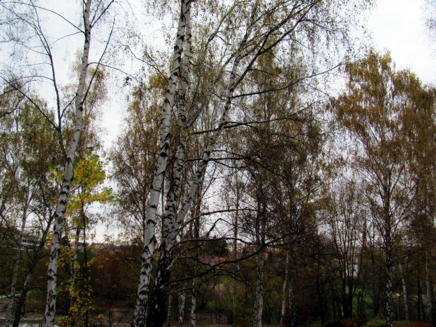 Обои картинки фото природа, деревья, осень, березы